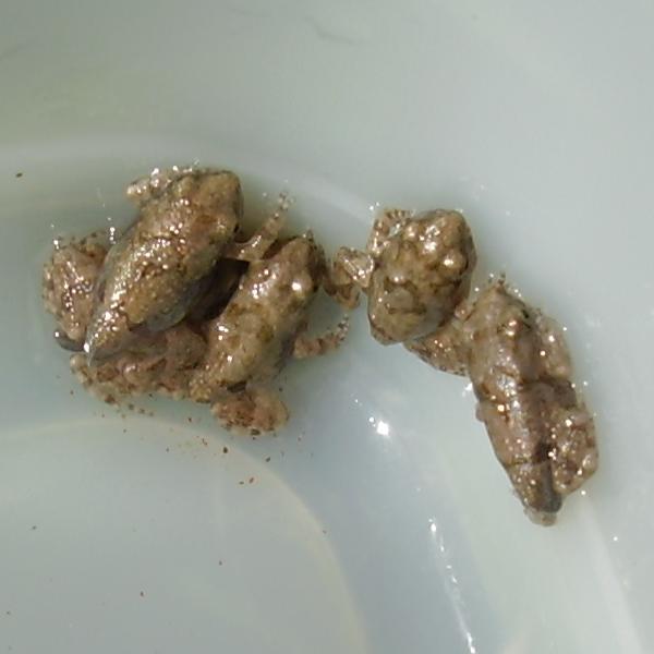 Physalaemus froglets