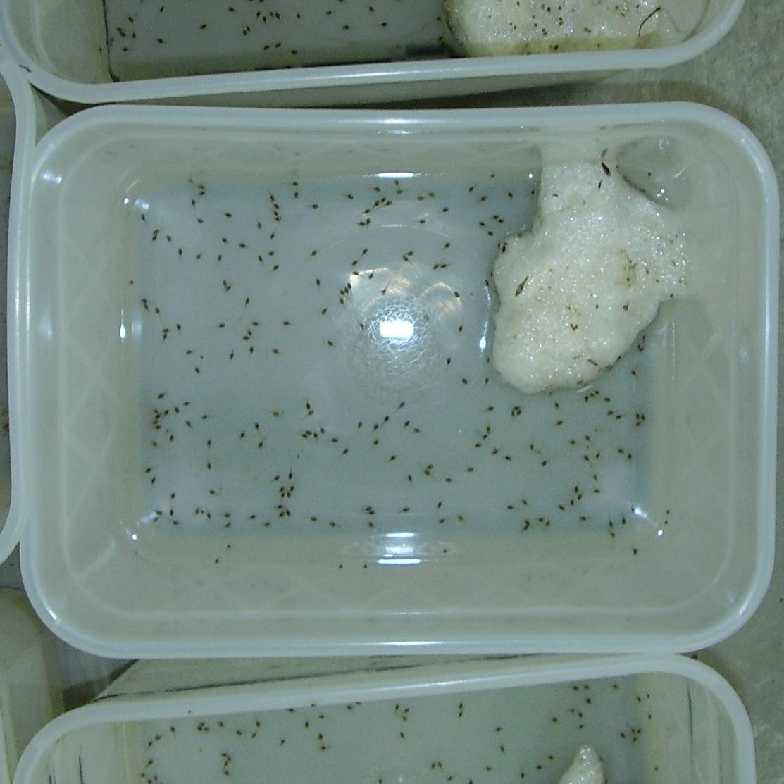 Hatching tadpoles