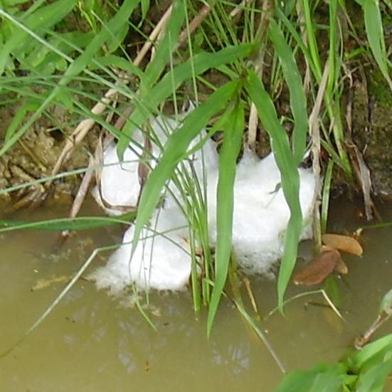 Physalaemus
pustulosus nests