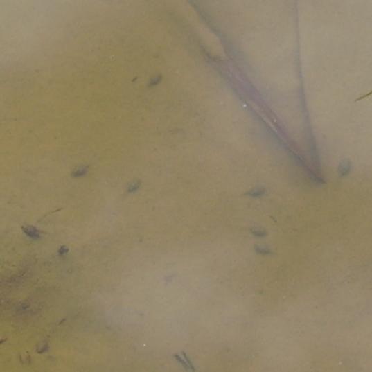 Physalaemus tadpoles in 
the field