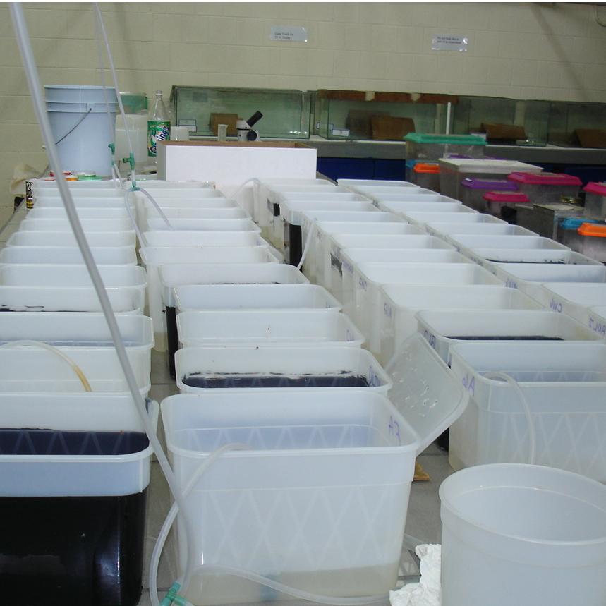 Rearing in 1 L still water