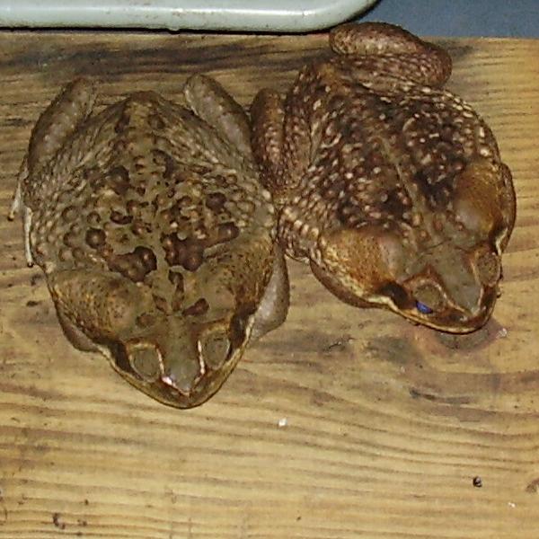 Cane toads