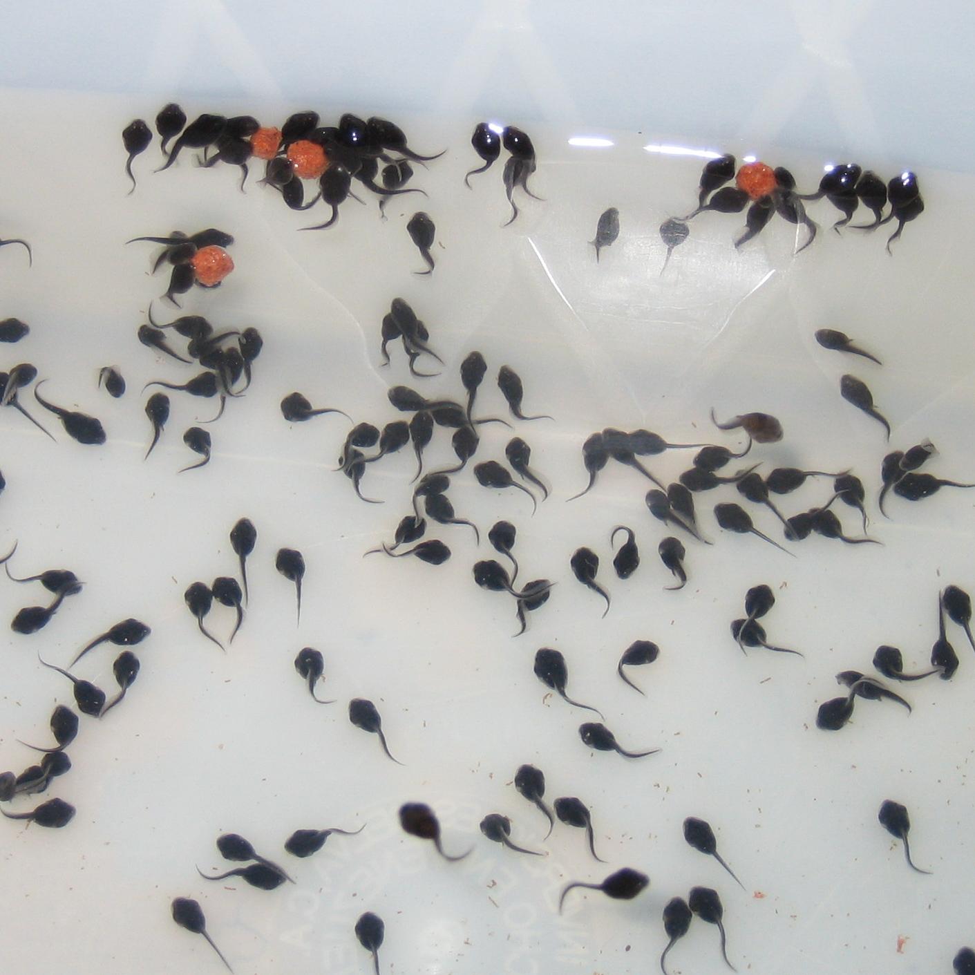 Cane toad tadpoles
